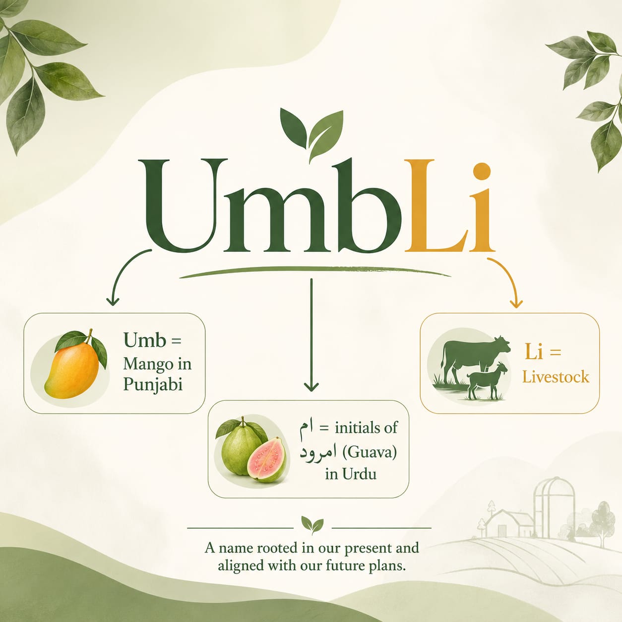 The meaning behind the UmbLi name — Umb means Mango in Punjabi, Li stands for Livestock