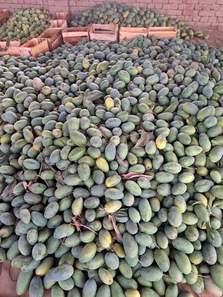 UmbLi Farms Multani Mango harvest